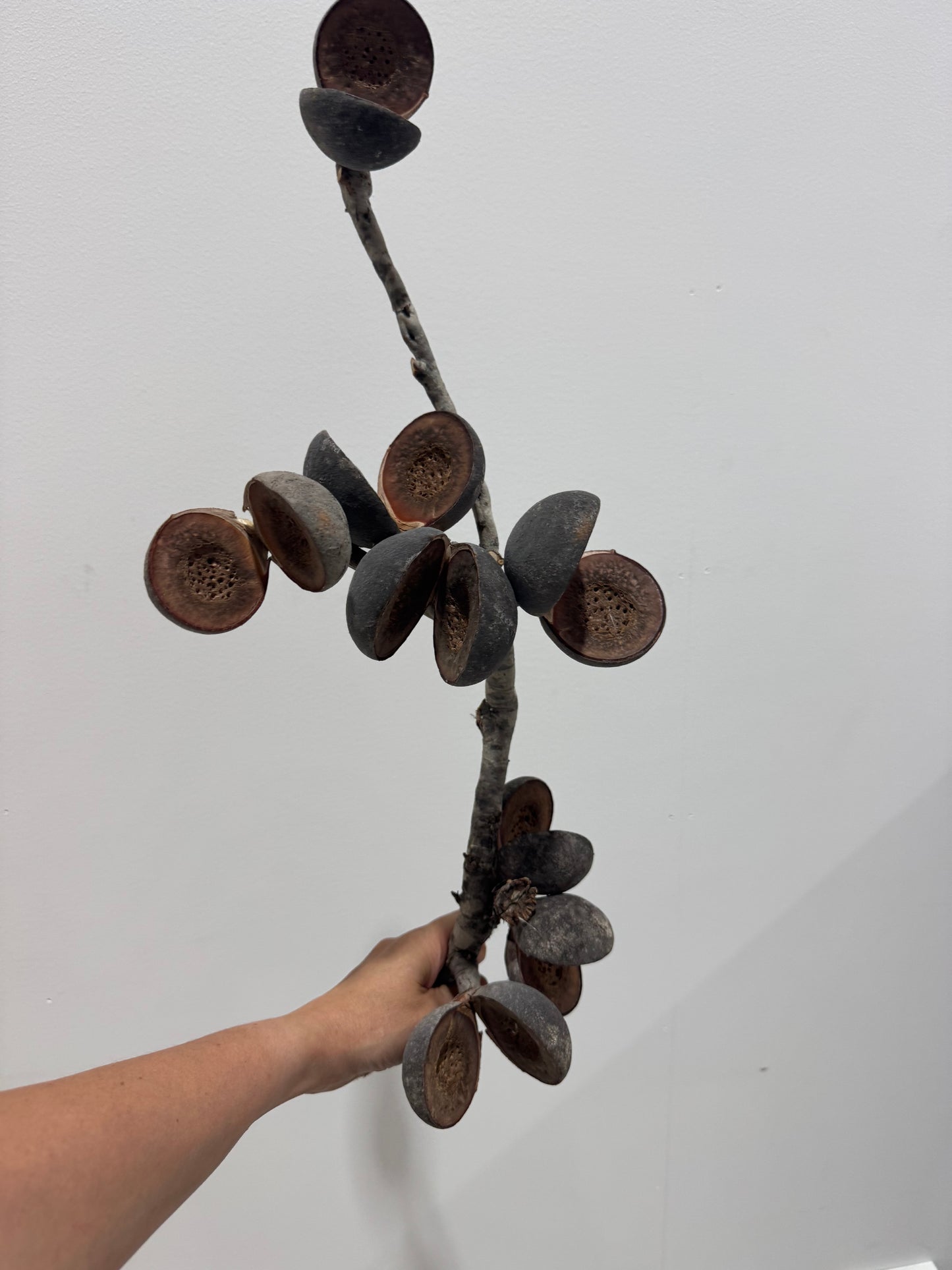 Dried pods