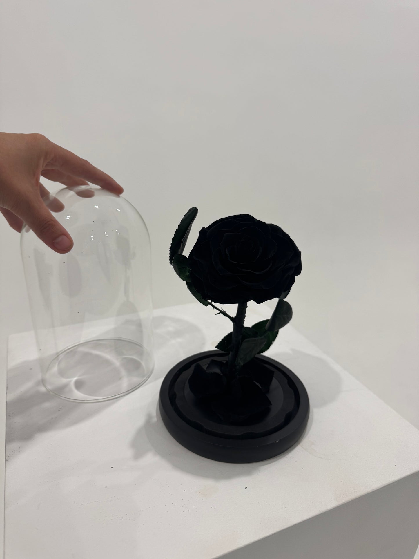 Black Dome Rose