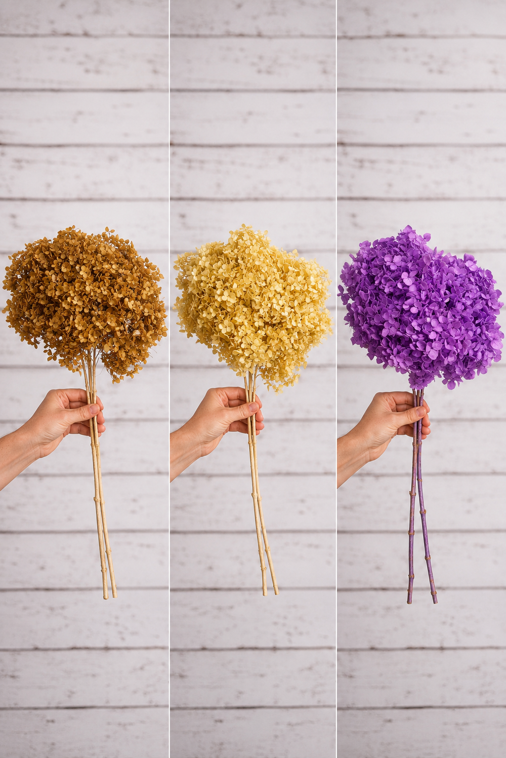 photo of 3 different color preserved hydrangea stem on white background