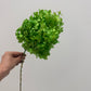 Bright Green preserved hydrangea stem on white background