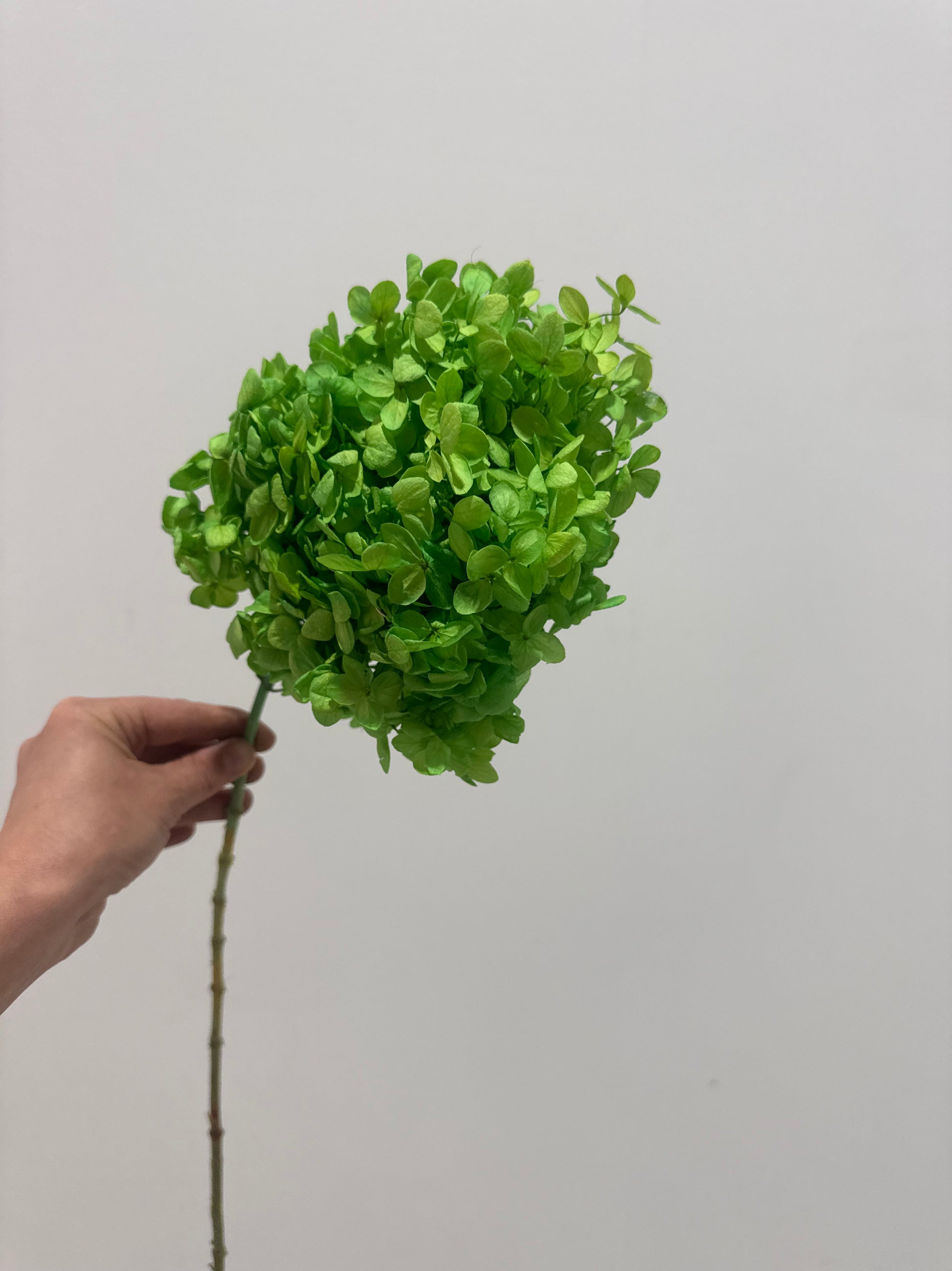Bright Green preserved hydrangea stem on white background