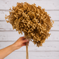 Mustard preserved hydrangea stem on white background
