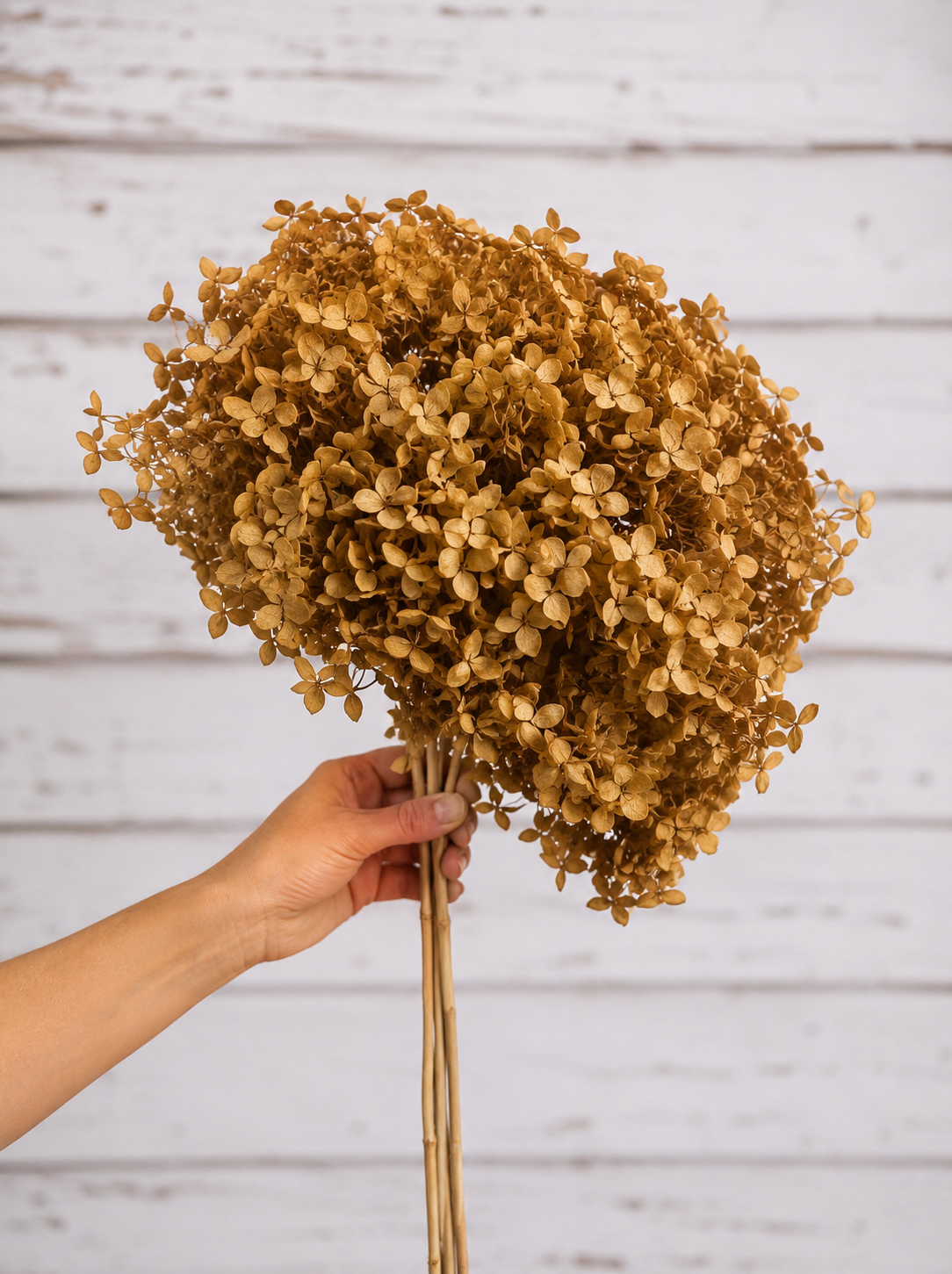 Mustard preserved hydrangea stem on white background