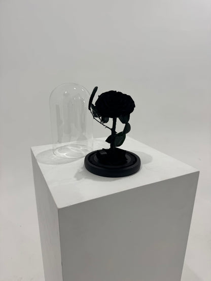 Black Dome Rose