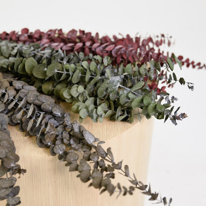 Dried eucalyptus