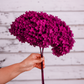 Fushia preserved hydrangea stem on white background