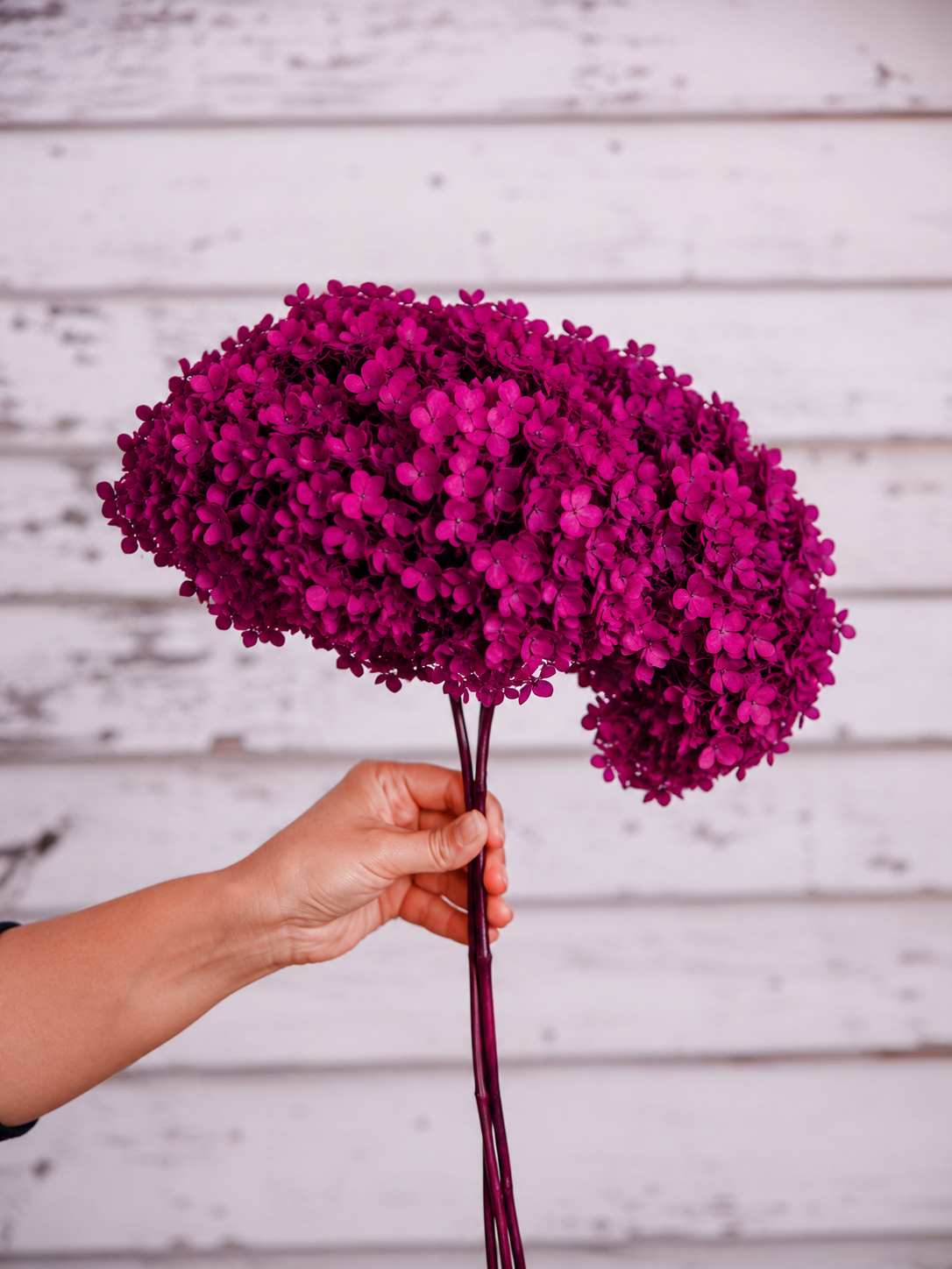 Fushia preserved hydrangea stem on white background