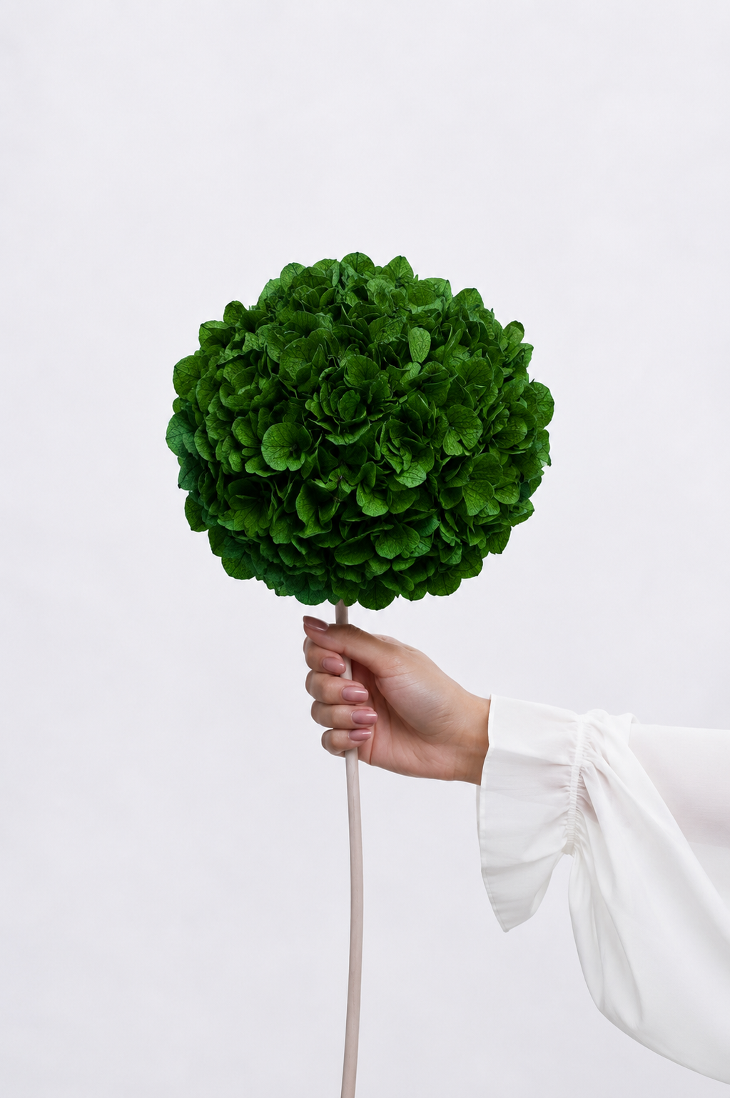 Hand holding a green large leaf hydrangea against a white background