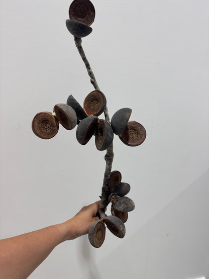 Hand holding a branch with dark brown leaves against a white background