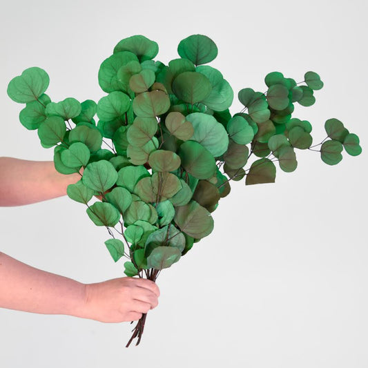 holding a big bunch of large leaf gum