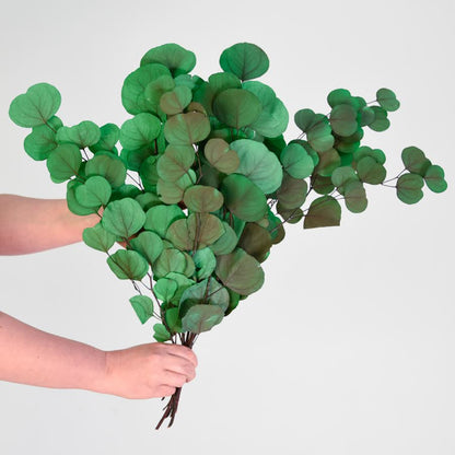 holding a big bunch of large leaf gum
