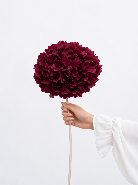 Hand holding a large burgundy flower against a white background
