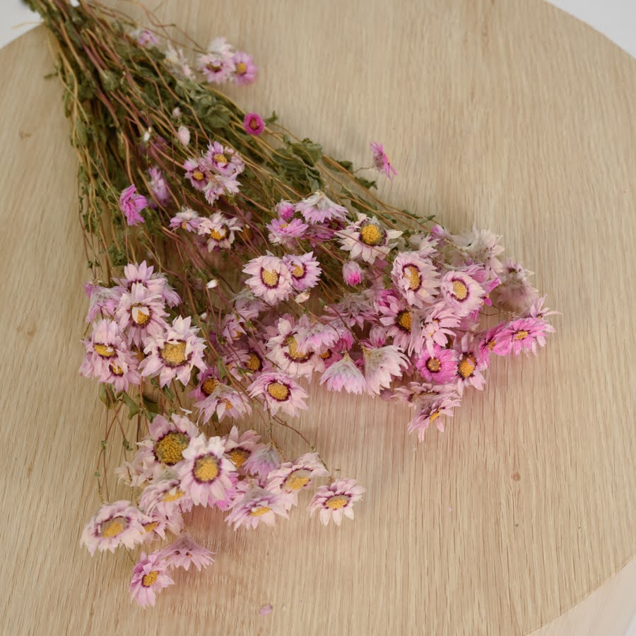 Dried Daisys – Peach and Petals Dried Flowers
