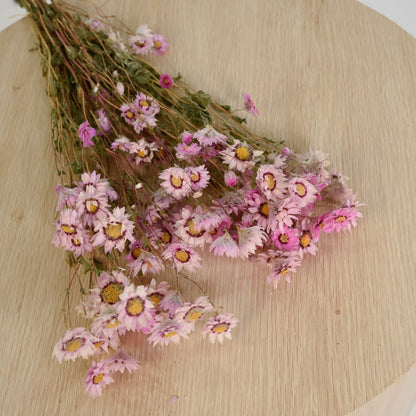 Dried Daisys