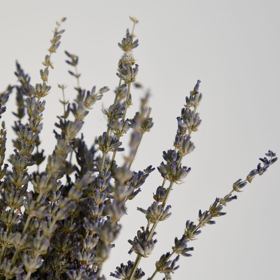 Close up of dried lavender flowers in a bunch