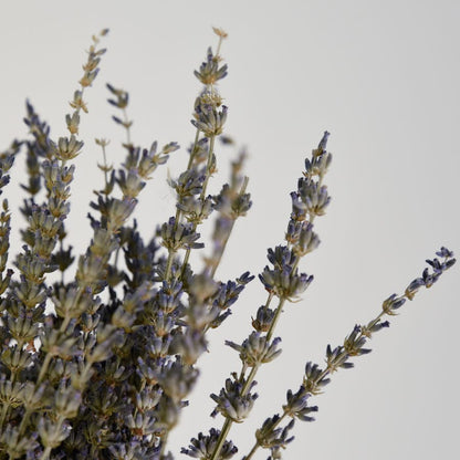 Close up of dried lavender flowers in a bunch