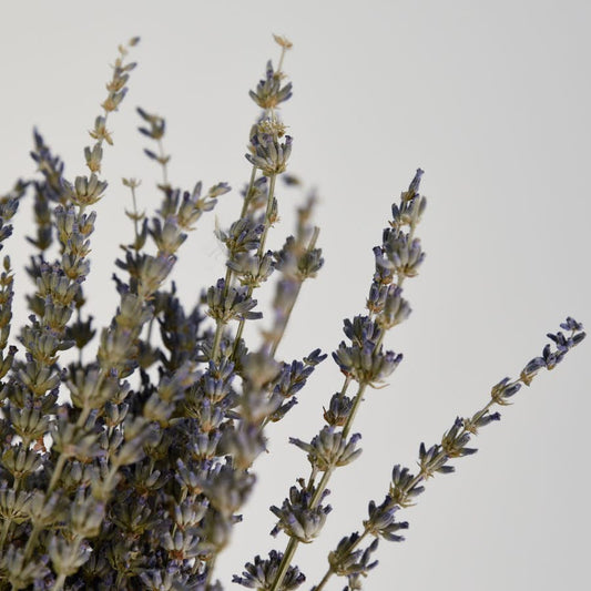 Close up of dried lavender flowers in a bunch
