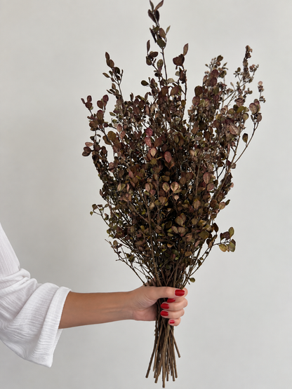 A person's hand with red nail polish holds a bouquet of dried brown and burgundy foliage against a plain light gray background.