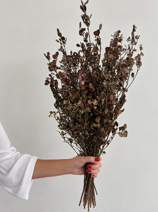 A person's hand with red nail polish holds a bouquet of dried brown and burgundy foliage against a plain light gray background.