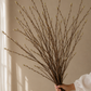 Dried branches held against a neutral wall