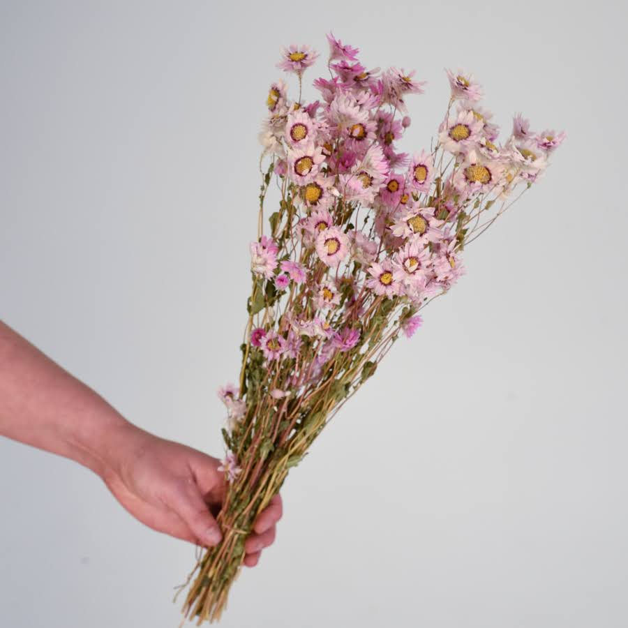 Dried Daisys – Peach and Petals Dried Flowers