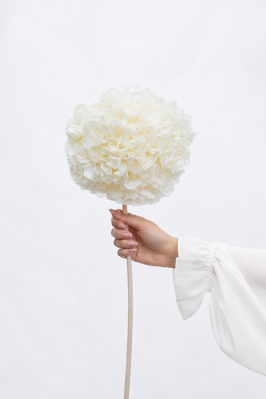 Hand holding a large white flower against a white background