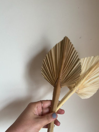 Dried Palms