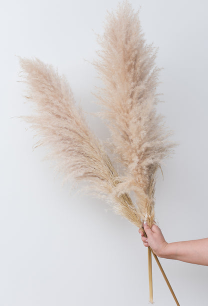 A hand holding  2 pampas grass