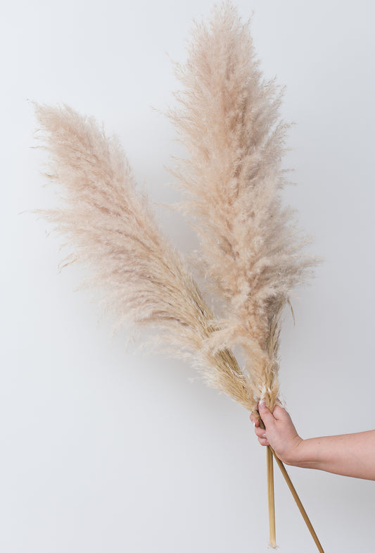 A hand holding  2 pampas grass