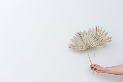 Dried Palm