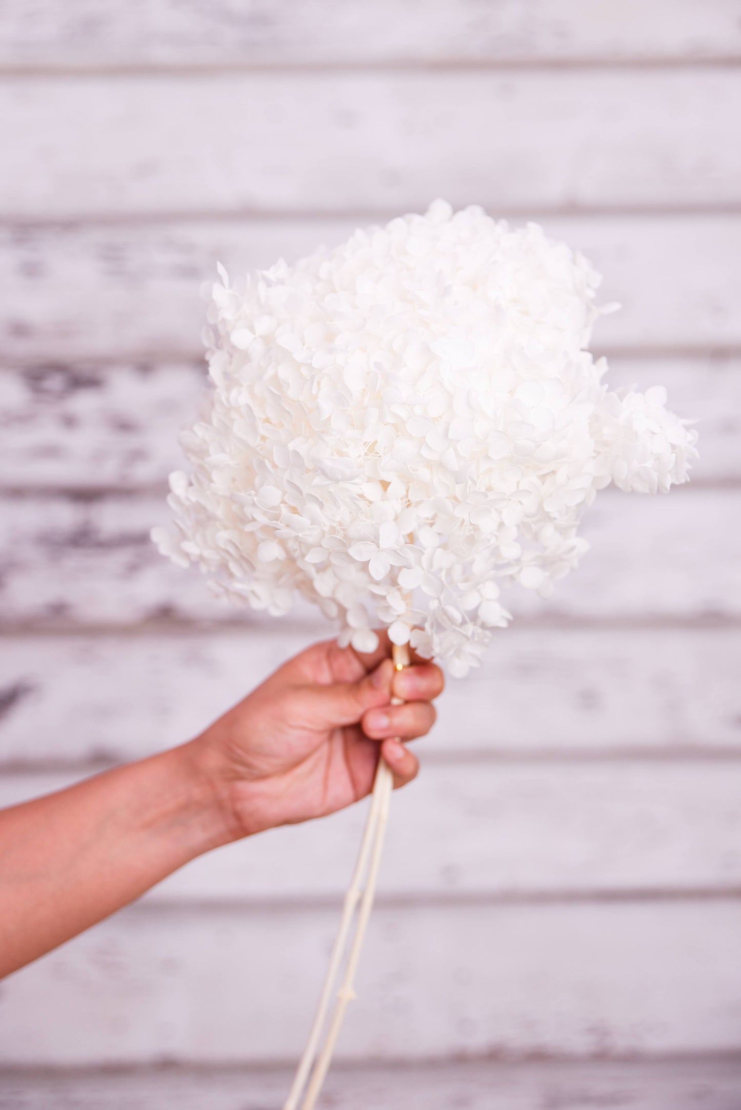 White preserved hydrangea stem on white background