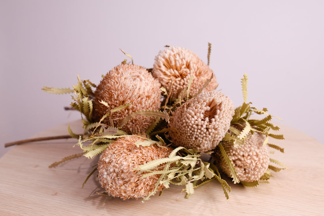 Dried Australian Hookeriana Banksia