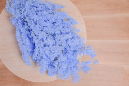 Ming Fern