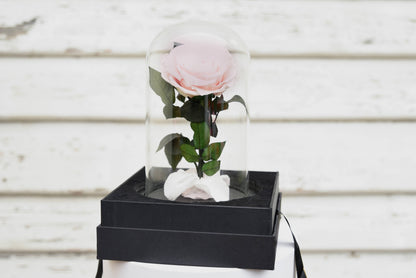 Pink Everlasting Dome Rose