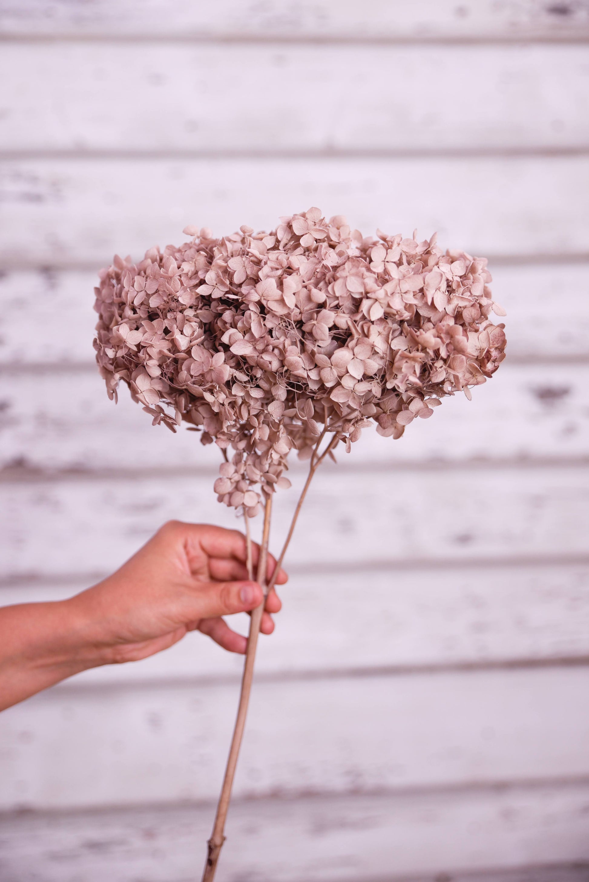 Preserved Hydrangea I Best Quality I Fast shipping Australia Wide – Peach  and Petals Dried Flowers