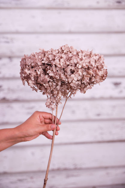 Brown preserved hydrangea stem on white background