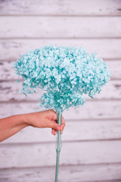 Preserved Hydrangeas