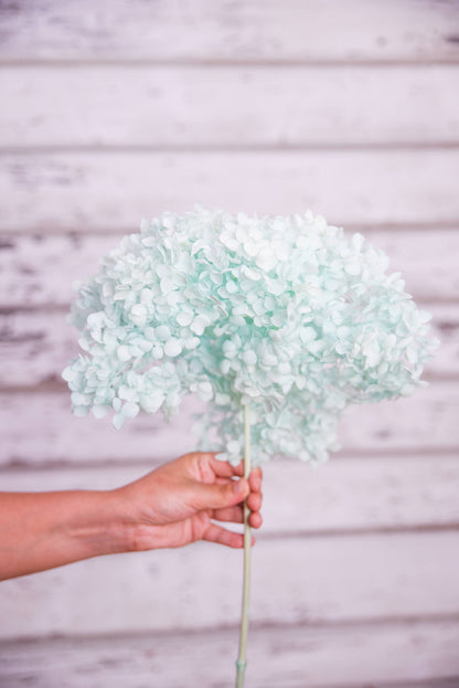 Pale Blue preserved hydrangea stem on white background