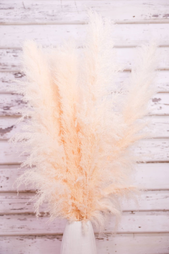 white-pampas-australia