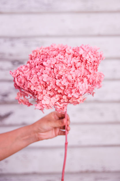 Hot pink preserved hydrangea stem on white background