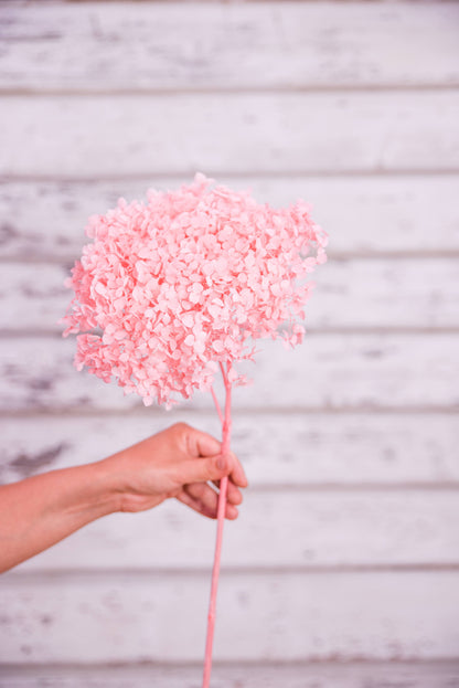 Pink preserved hydrangea stem on white background
