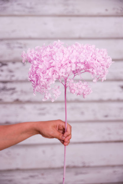Preserved Hydrangeas