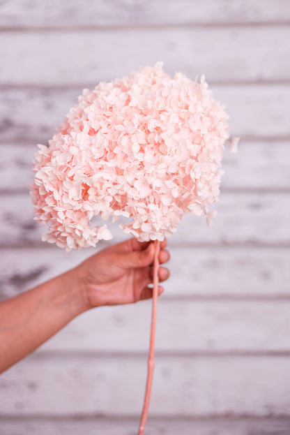 Light pink preserved hydrangea stem on white background
