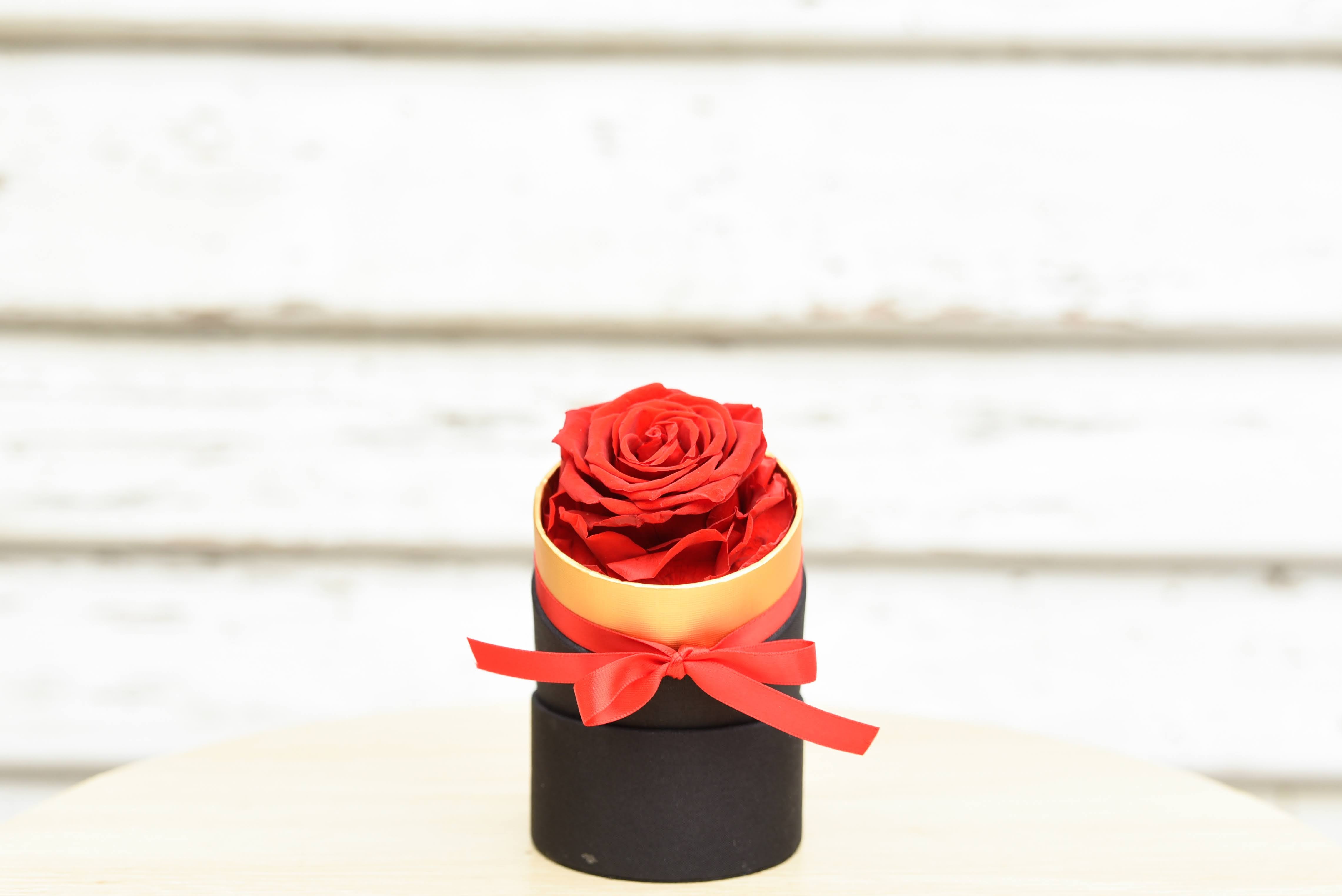 Single Everlasting Rose Gold Rim – Peach and Petals Dried Flowers