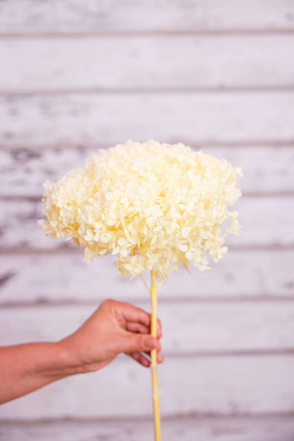 Yellow preserved hydrangea stem on white background 