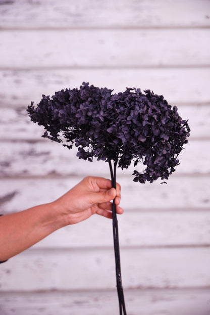 Black preserved hydrangea stem on white background