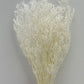 Limonium