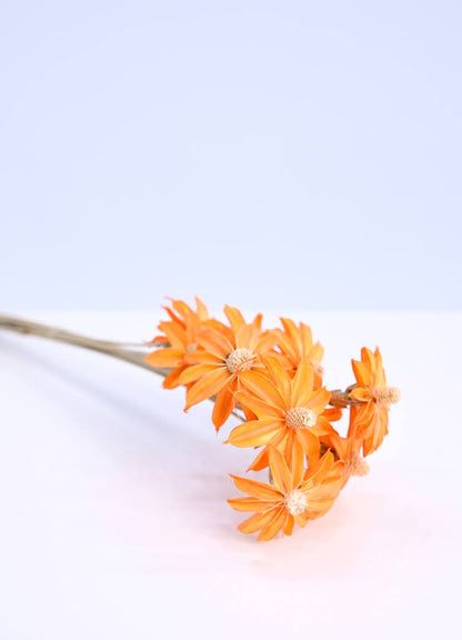 Paper Daisy