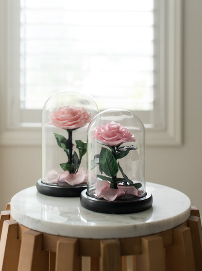 Pink Everlasting Dome Rose