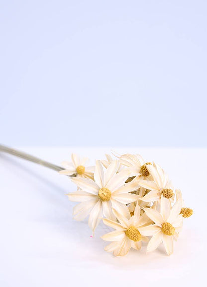Paper Daisy